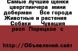 Самые лучшие щенки цвергпинчера (мини доберман) - Все города Животные и растения » Собаки   . Чувашия респ.,Порецкое. с.